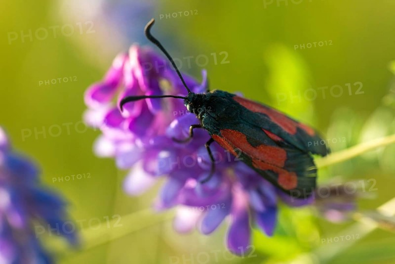 Thyme ram, transparent burnet, zygaena purpuralis, blood droplets, butterfly, insects, moths, moths, moths, moths, butterfly, ram