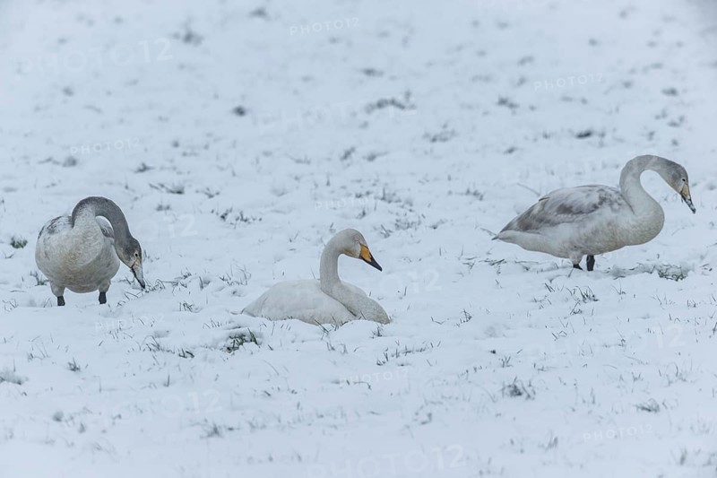 Whooper swans (Cygnus cygnus) in the snow, Emsland, Lower Saxony, Germany