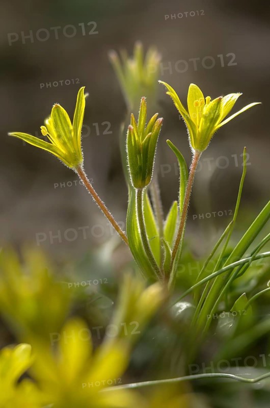 Field yellow star, field gold star, gagea villosa, golden star, liliaceae, lily family, flora, yellow star, hairy star of Bethlehem, high size, portrait format, plants, plants