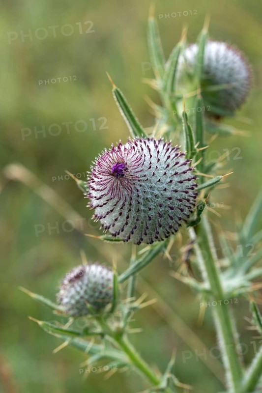 Asteraceae, Cirsium eriophorum, daisy, monk crown, woolly thistle, woolly thistle, thistle, flora, high size, portrait, thistle, plants, plants, woolly thistle
