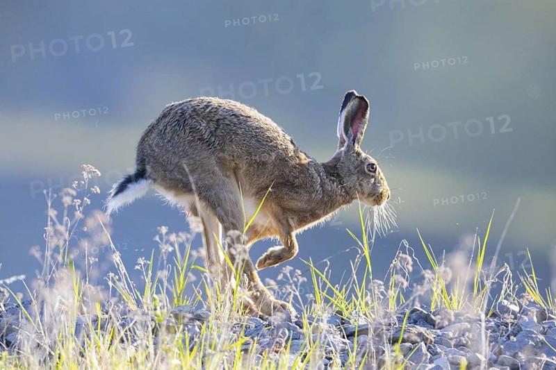 European hare (Lepus europaeus) Germany