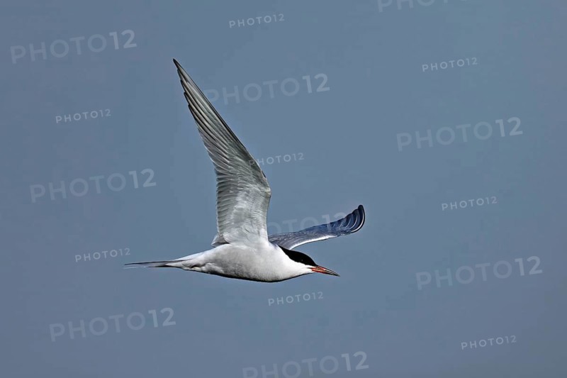 Common Tern (Sterna hirundo), in flight, Texel, West Frisian Islands, province of North Holland, Netherlands
