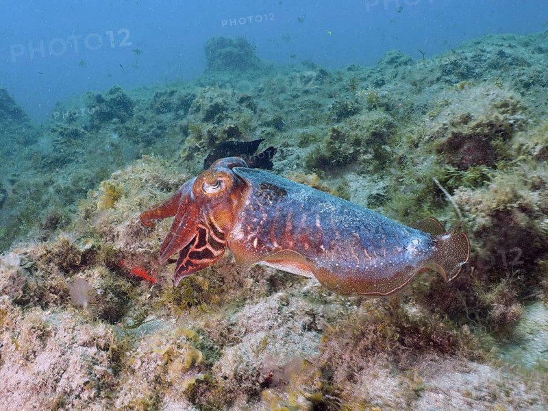 A common cuttlefish (Sepia officinalis) glides over the sea bed, which is rich in seaweed, at the El Cabron Marine Reserve dive site, Arinaga, Gran Canaria, Spain, Europe, Atlantic Ocean