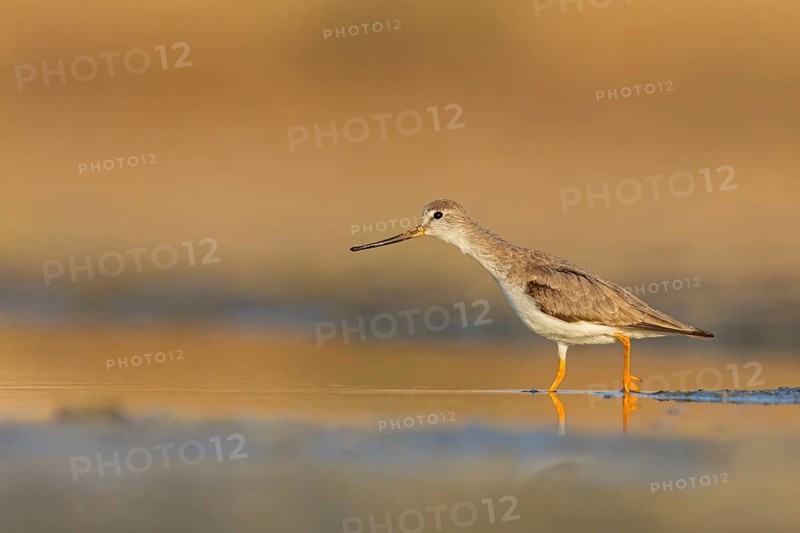 Terek sandpiper, (Xenus cinereus), animal, animals, bird, birds, snipe family, snipe, biotope, habitat, foraging Salalah, Raysut, Sohar, Oman