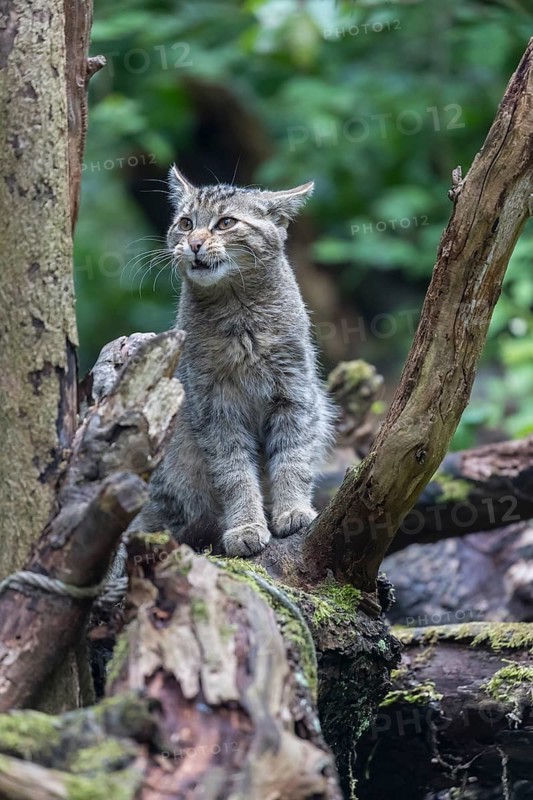 One young european wildcat, Felis silvestris silvestris, sitting on a branch of a dead tree. Green vegetation in the background