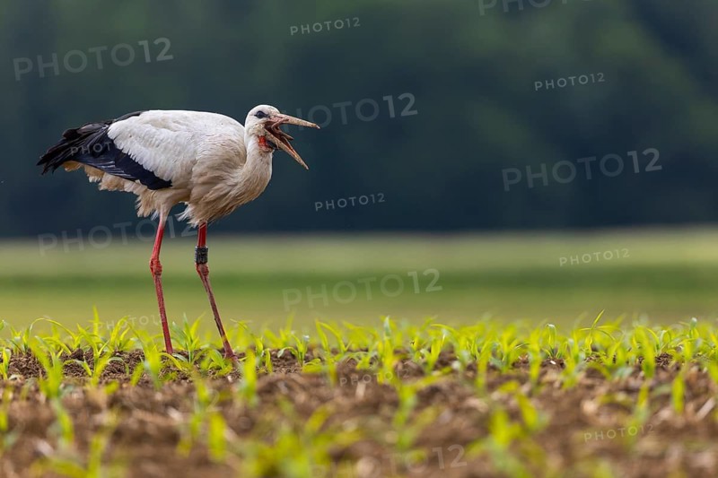 White stork (Ciconia ciconia), eating earthworm, farmland, Göggingen, Sigmaringen district, Baden-Württemberg, Germany