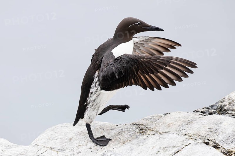 Guillemot (Uria aalge), adult bird walking with outstretched wings on stone slab, Hornøya Island, Vardø, Varanger, Finnmark, Norway