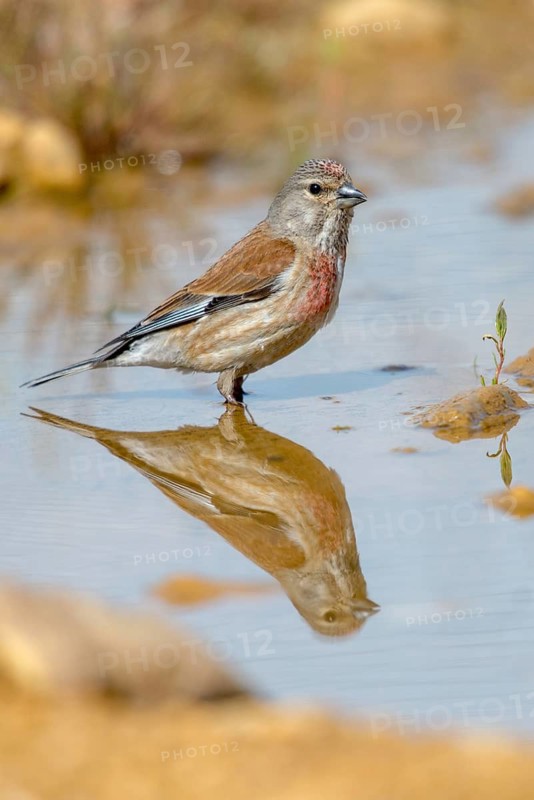 Acanthis cannabina, bloodtail, linaria cannabina, linnet, bath, bird bath, birds, high size, portrait, male, mirror, male, passeri, songbirds, songbirds, mirror image, drinking, birdbath, birds, watering place