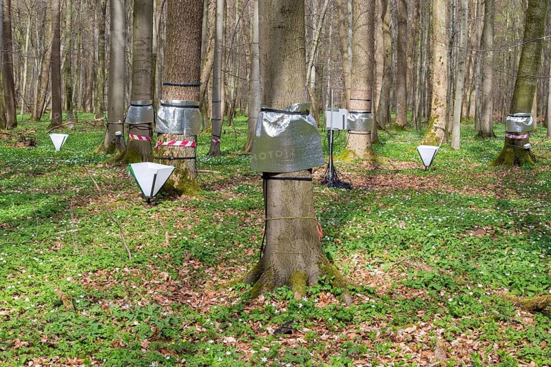 Outdoor laboratory, spring, Hainich, national park, Hainich national park, spring, investigations, science