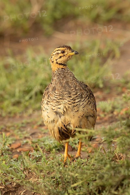 Coqui Francolin (Peliperdix coqui) male, Masai Mara, Kenya