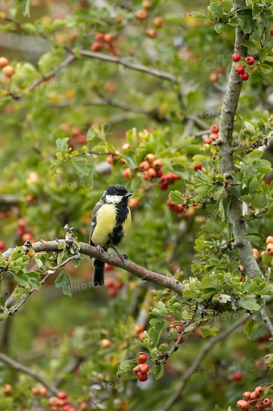 Great tit (Parus major) adult garden bird in a Hawthorn tree full of red berries, England, United Kingdom
