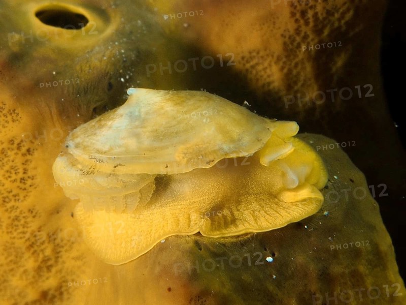 A small yellow sea snail, the golden sponge snail (Tylodina perversa), crawls on a golden sponge (Aplysina aerophoba), dive site: El Cabron Marine Reserve, Arinaga, Gran Canaria, Spain, Europe, Atlantic Ocean