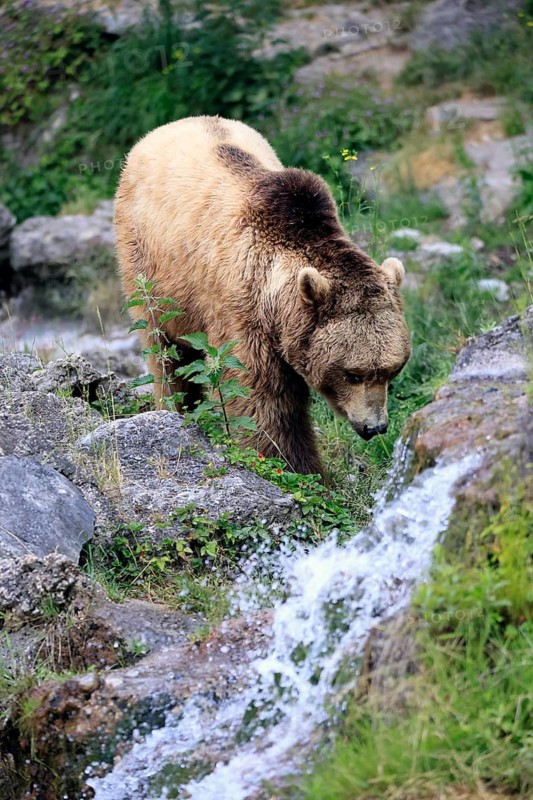 Eurasian brown bear (Ursus arctos arctos), adult, male, at the water, alert, in summer, Bavarian Forest National Park, Germany
