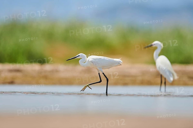 Little egret (Egretta garzetta) walking at the shore, hunting, sea, ebro delta, Catalonia, Spain