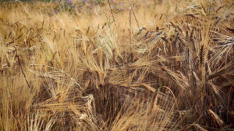 A field of ripe wheat (Triticum) with golden-yellow ears in summer, Frankenwald nature park Park, Upper Franconia