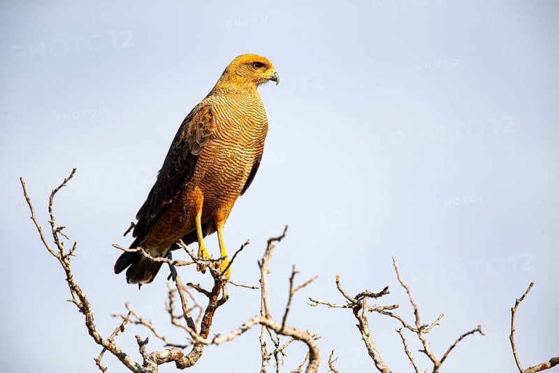 Savannah Buzzard (Heterospizias meridionalis) Pantanal Brazil