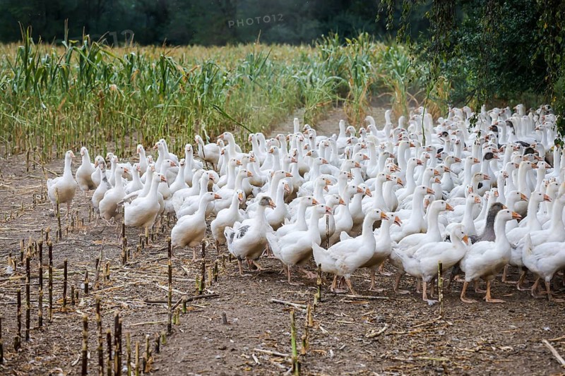 Wittichenau, Oberlausitz, Saxony, Germany - Geese in the maize field, animals on the family-run Domanja farm and vegetable farm are kept in a species-appropriate manner with generous space above organic standards and fed with their own farm-produced feed