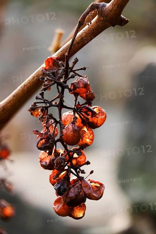 Grapes in late autumn, November, Saxony, Germany