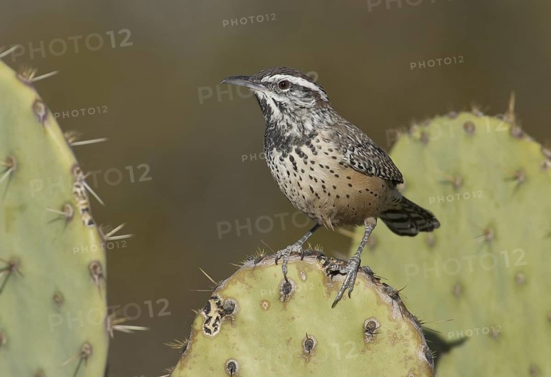 Cactus Wren (Campylorhynchus brunneicapillus), New Mexico, USA