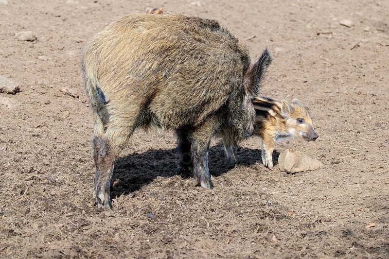 A wild boar (Sus scrofa) and a young boar search for food on a sunny day in a dry field. Bavaria, Germany