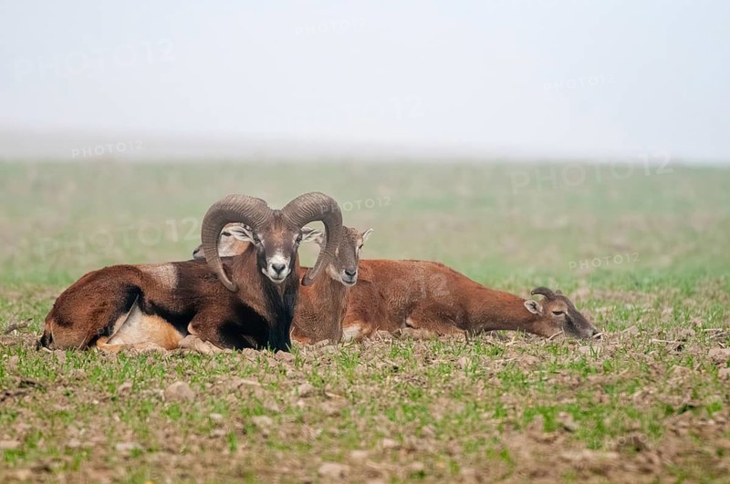 Artiodactyla, even-toed ungulate, mouflon, mouflon, mouflon, ovis gmelini musimon, cloven-hoofed, male, mammal, male, sheep, mammals, game