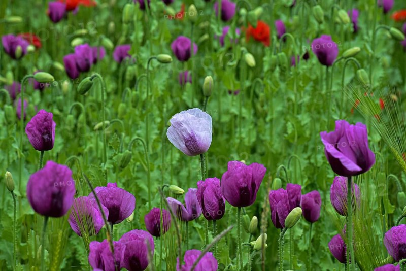Field with poppies, red poppy (Papaver somniferum) and pink poppy, Bavaria, Germany