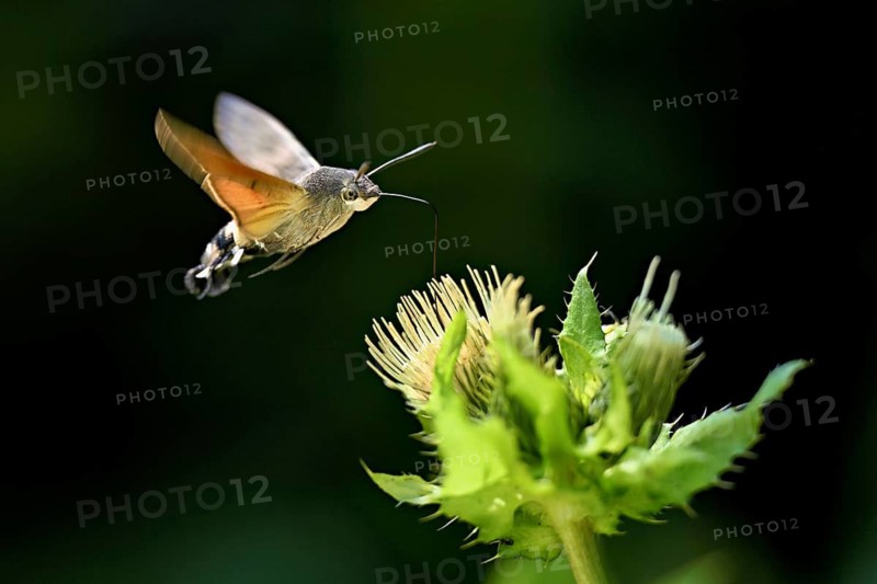 Dove's tail (Macroglossum stellatarum), flies on the flower of cabbage thistle (Cirsium oleraceum), Meienberg, Canton Aargau, Switzerland