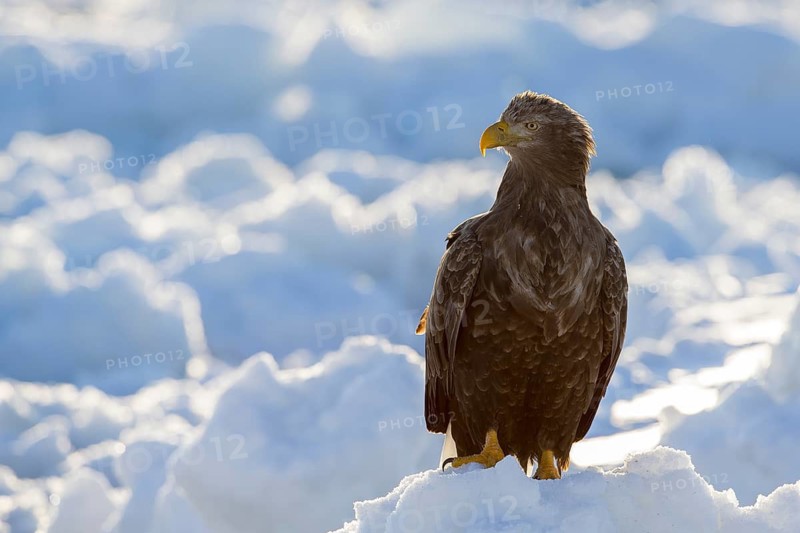 White-tailed Eagle (Haliaeetus albicilla) on snow, Hokkaido, Japan