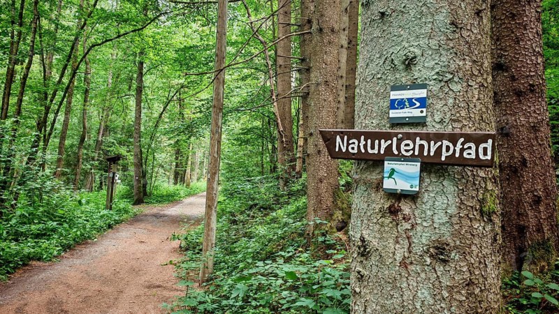 A nature trail with signs on a tree leads through a green forest, hiking on Frankenwaldsteigla Goldener Falk, Kosertal nature trail, health resort Wirsberg, Upper Franconia