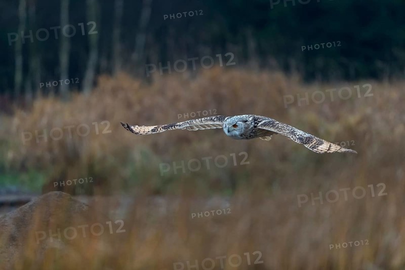 One Siberian Eagle Owl (Bubo bubo sibiricus) flying over tall reed grass lakeshore on an autumnal misty cold morning