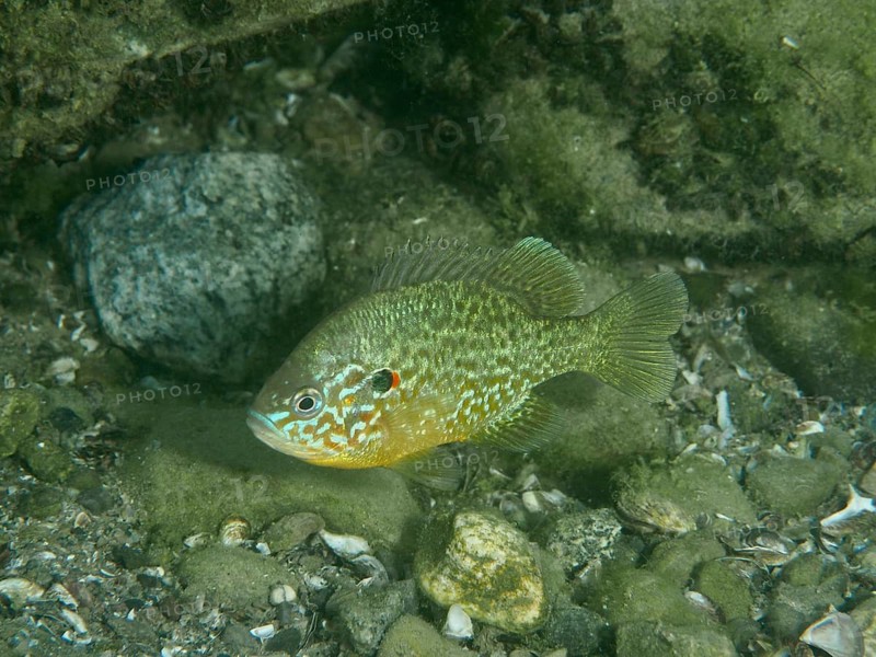 A colourful pumpkinseed sunfish (Lepomis gibbosus) rests on the lake bed amongst algae and stones, at the Baumgärtli diving spot, Lake Zug, Lake Immen, Canton of Schwyz, Switzerland