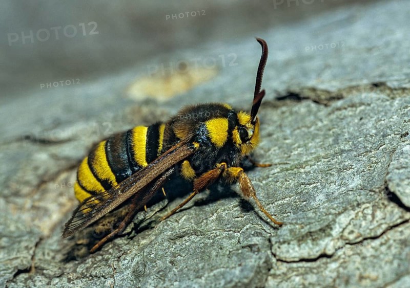 Hornet moth, hornet glass wing, hornet swarmer, sesia apiformis, sesiidae, butterfly, glass wing, insects, butterfly
