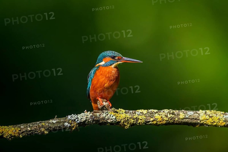 Common kingfisher (Alcedo atthis) sitting on a branch with autumncolours, wildife, Catalonia, Spain