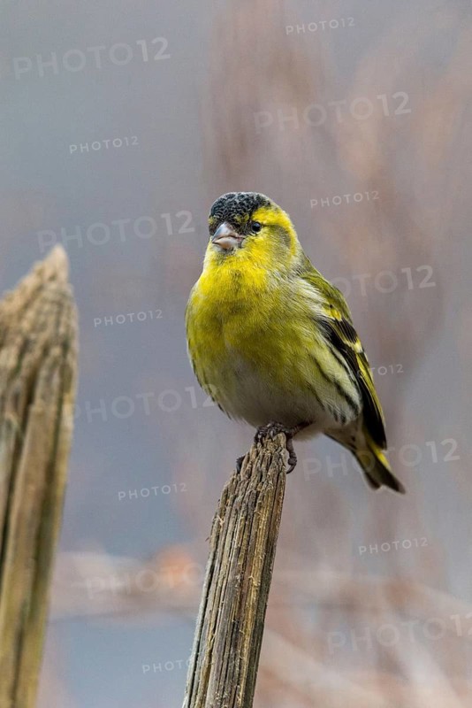 Carduelis spinus, siskin, spinus spinus, siskin, birds, garden, garden fence, male, passeri, songbirds, birds
