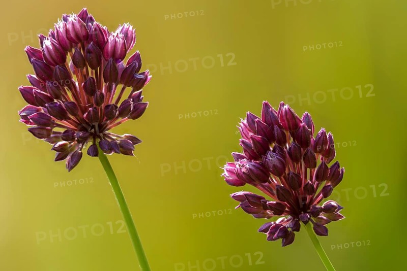 Alliaceae, Allium Scorodoprasum, Korean Pickled Peel Garlic, Leek, Snake Leek, Flora, Plants, Plants, Rocambole, Sand Leek