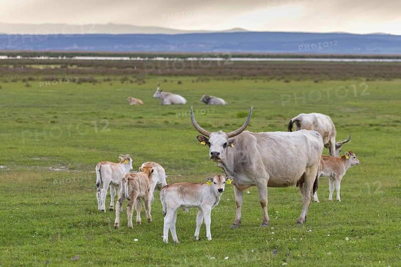 Hungarian Grey Cattle, Hungarian Grey Cattle, (Bos primigenius taurus), young animals, cubs, Lake Neusiedl, Illmitz, Burgenland, Austria