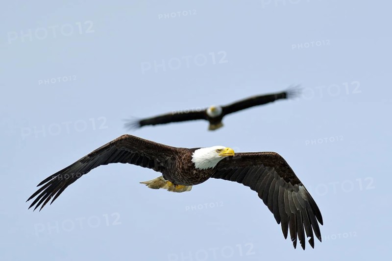 Two eagles flying in the sky, majestic and free, National Park, Khutzeymateen Grizzly Bear Sanctuary, Prince Rupert, British Columbia, Canada, North America
