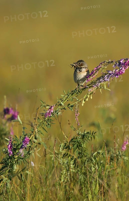 Chestnut-eared Bunting (Emberiza fucata) male with food in beak, Dornod, Mongolia