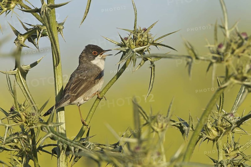 Menetries's Warbler (Sylvia mystacea), Sanliurfa, Turkey