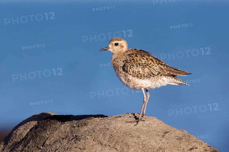Pacific Golden Plover (Pluvialis fulva), Victoria, Australia
