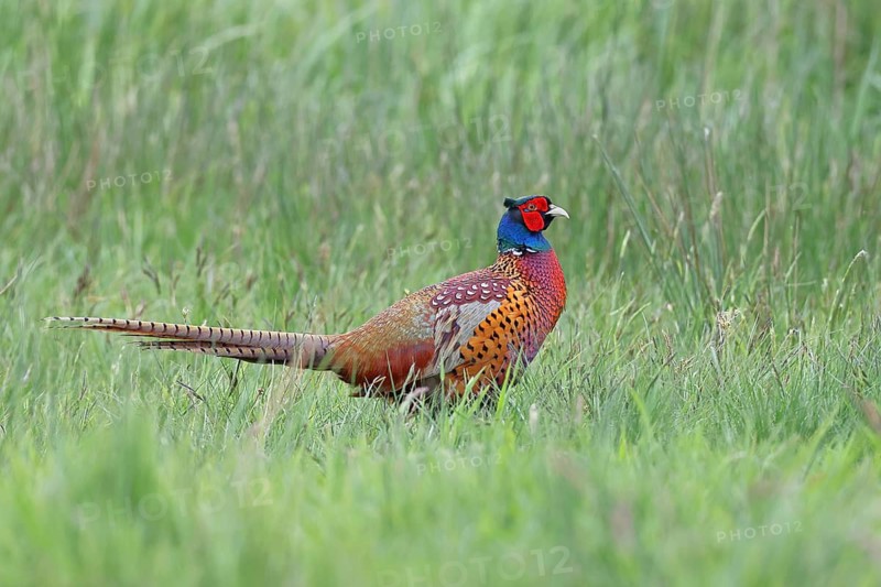Pheasant, hunting pheasant (Phasianus colchicus), adult male bird in a meadow, wildlife, Lembruch, Ochsen Moor, Dümmer nature park Park, Lower Saxony, Germany