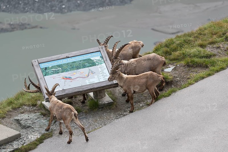 Some ibex (Capra ibex) walking along the Grossglockner High Alpine Road, looking interested on the information sign and the Monocular, behave like tourists. On 2500 m sea level in the Hohe Tauern National Park
