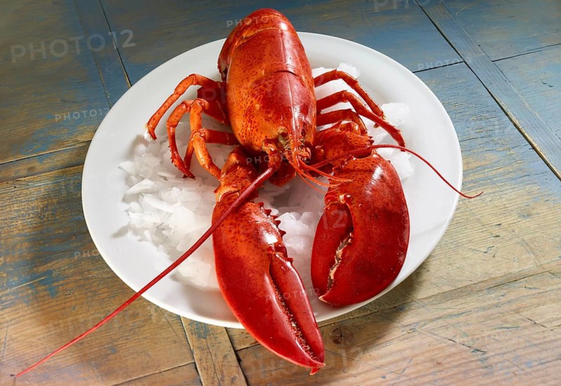 Boiled lobster (Homarus) on a white plate with ice cream, studio shot
