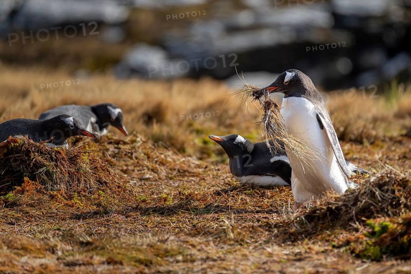 Gentoo penguin (Pygoscelis papua), adult bird with nesting material in its beak, other penguins on nests in the background, breeding colony on tussock grass, South Georgia