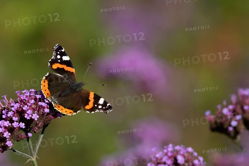 Red admiral butterfly (Vanessa atalanta) adult insect feeding on a garden Verbena bonariensis flower in summer, England, United Kingdom