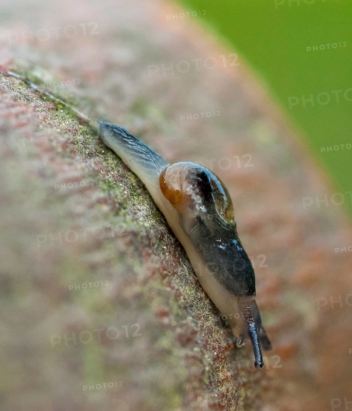 Eucobresia diaphana, ear-shaped glass snail, gastropoda, high size, vertical format, mollusca, snails, molluscs