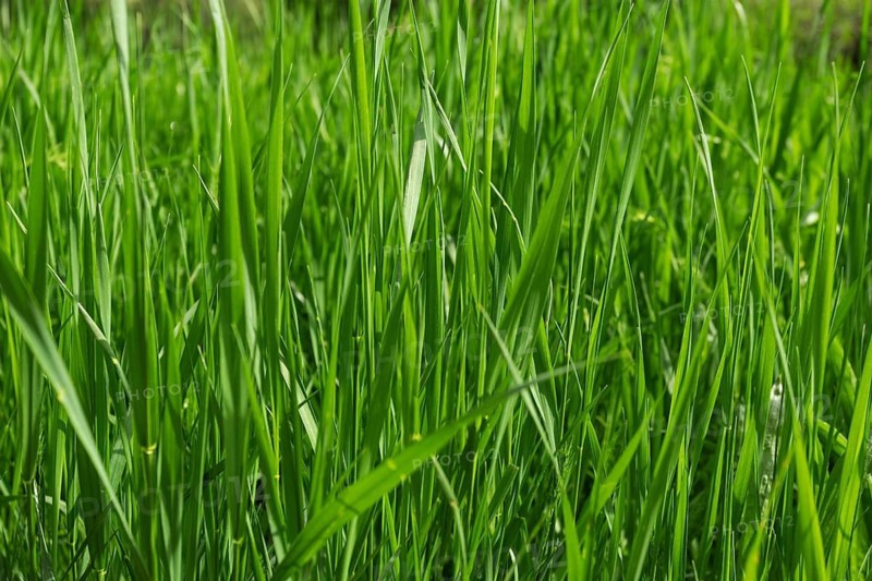 Close-up shot of vibrant green grass bathed in natural sunlight, depicting the rich texture and color of the blades against a blurred background