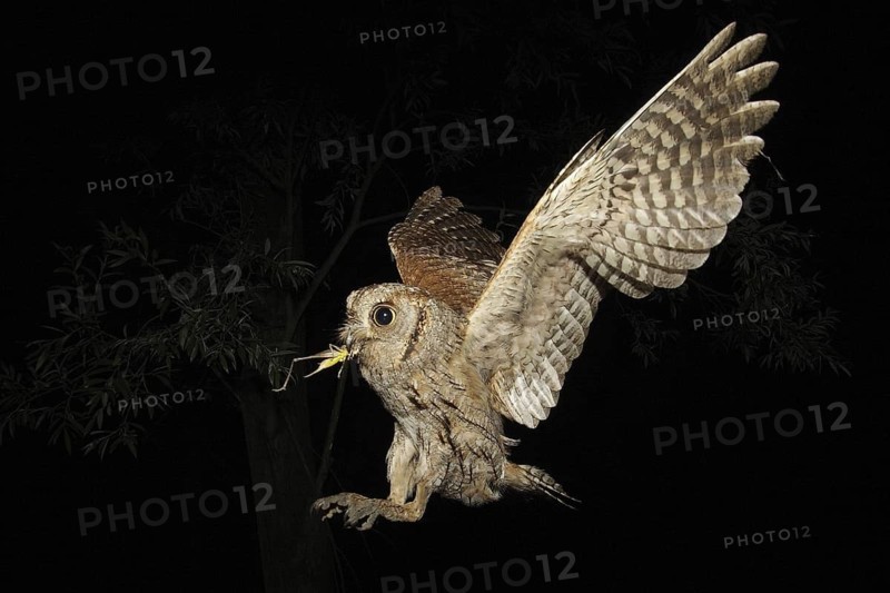 Eurasian Scops Owl (Otus scops) flying, Lombardy, Italy