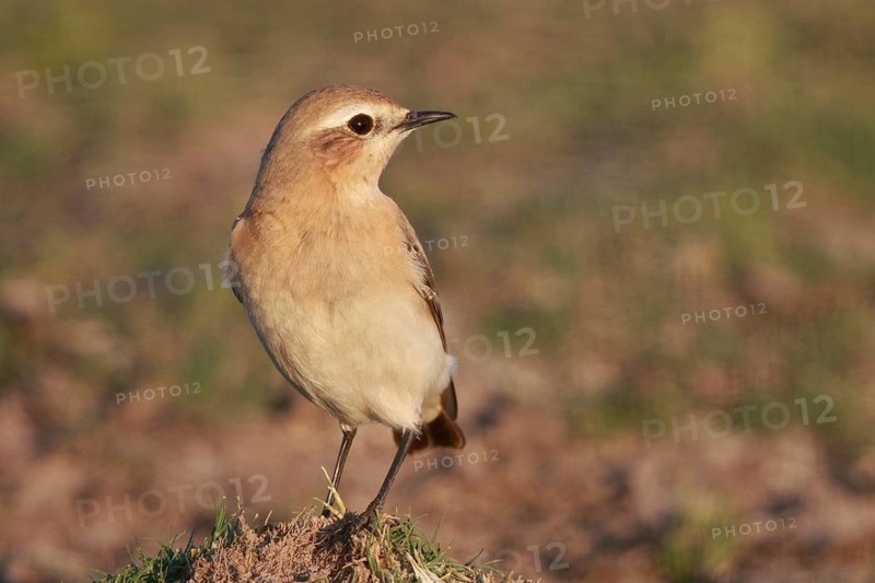 Isabelline Wheatear (Oenanthe isabellina), Greece