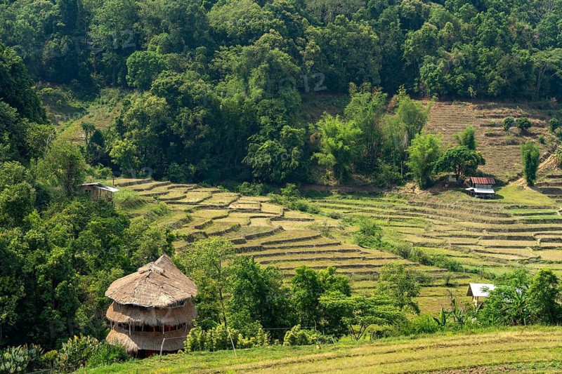 Landscape with rice terraces on the Pha Dok Sieo Nature Trail in Doi Inthanon National Park, Chiang Mai, Thailand
